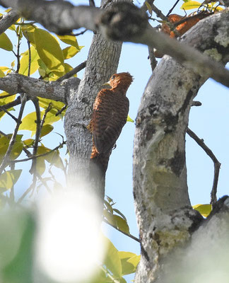 Waved Woodpecker