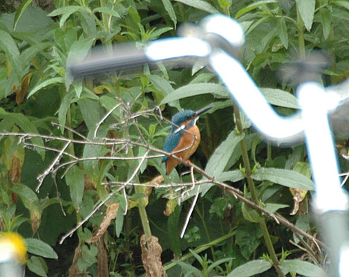 IJsvogel