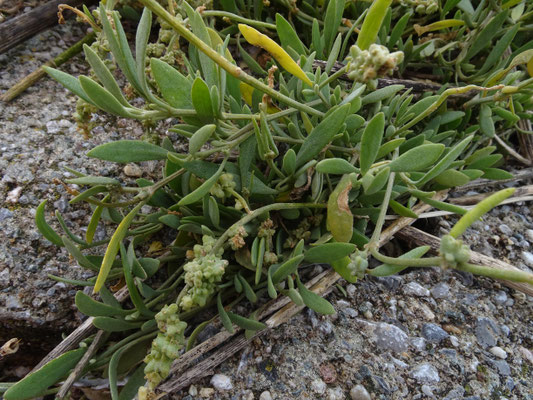 Atriplex portulacoides - Gewone zoutmelde