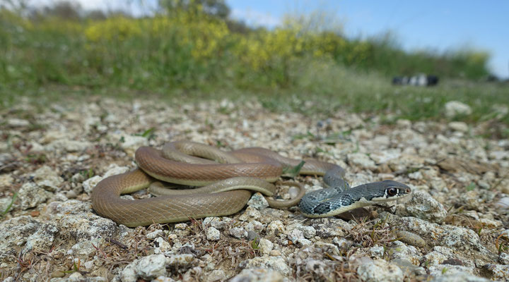 Slanke Toornslang