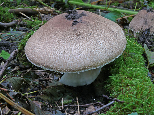 Agaricus augustus - Reuzenchampignon