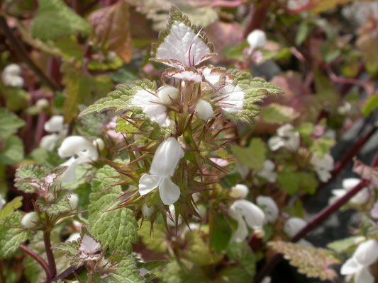 Lamium moschatum
