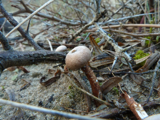Tulostoma melanocyclum - Donkerstelige stuifbal
