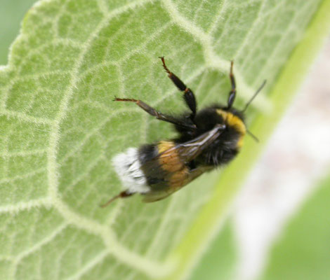 Bombus terrestris/lucorum/magnus/cryptarum - Aardhommelgroep