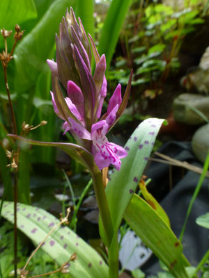 Dactylorhiza traunsteineri