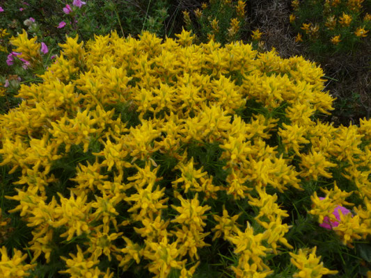 Genista hispanica