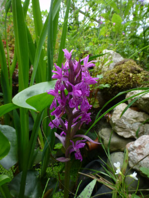 Dactylorhiza traunsteineri