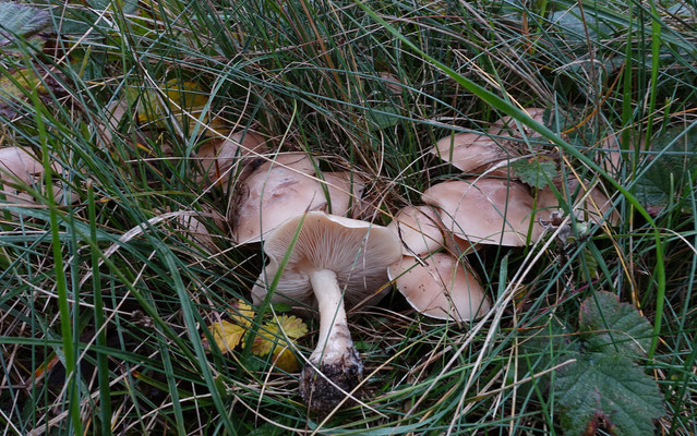 Geurende schijnridderzwam