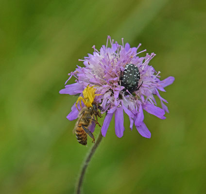 Bloemkrabspin (Thomisus onustus)