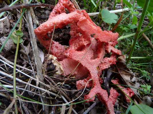 Clathrus ruber - Traliestinkzwam