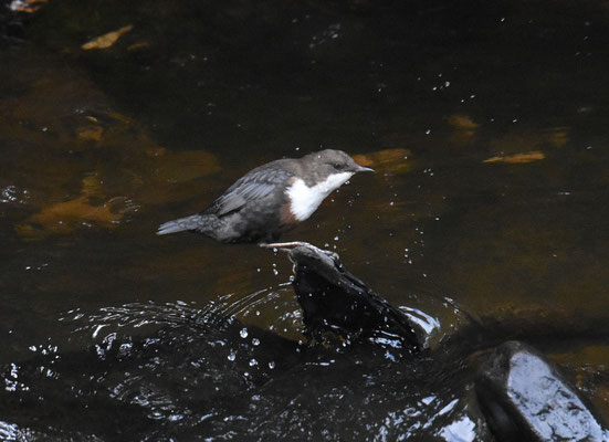 Waterspreeuw ssp aquaticus (Roodbuikwaterspreeuw)