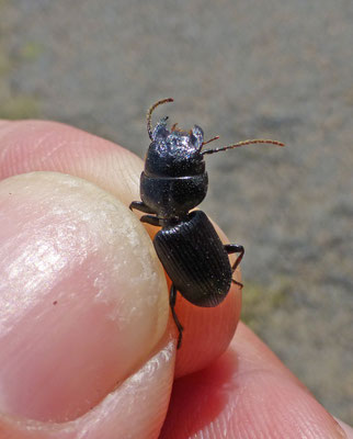 Dixus eremita