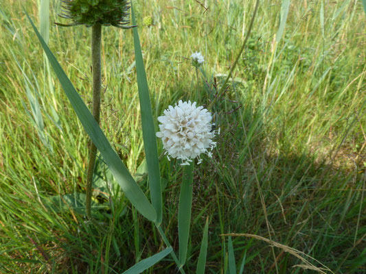 Succisia pratensis - Blauwe knoop