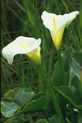 Arum creticum