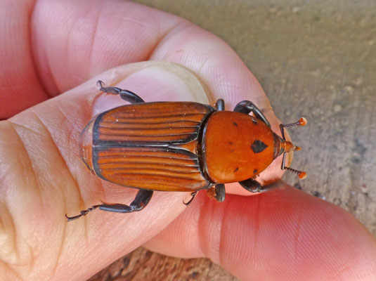 Rhynchophorus ferrugineus - Rode palmkever