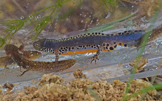 Alpenwatersalamander (Ichtyosaurus alpestris)