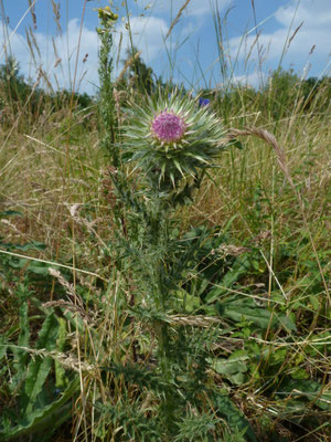 Cirsium vulgare - Speerdistel