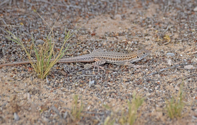 Acanthodactylus boskianus asper