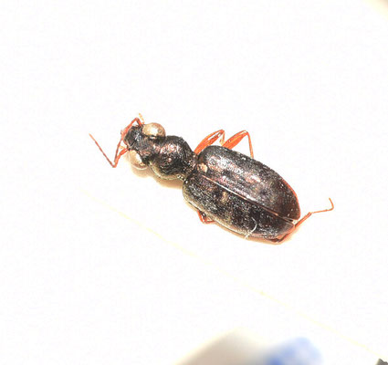 Asaphidion curtum - Bosgrootoogkever