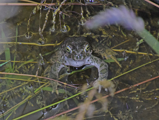 Groene pad (Bufotes viridis)