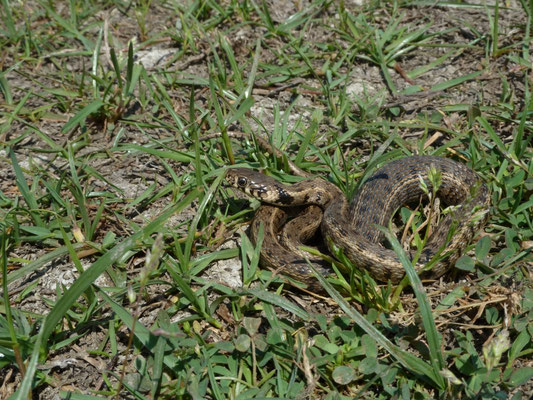 Natrix natrix persa