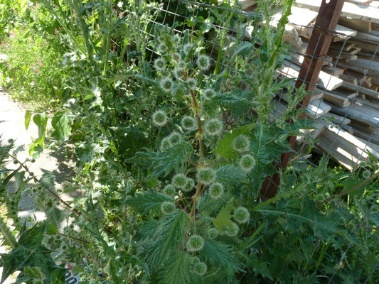 Urtica pilulifera