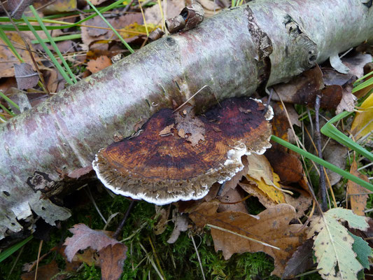 Daedaleopsis confragosa - Roodporiehoutzwam