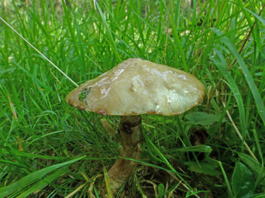 Suillus laricinus - Grauwe ringboleet