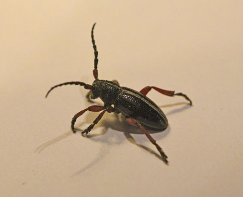Pedestredorcadion pedestre