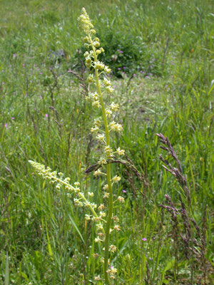 Reseda lutea - Wilde reseda