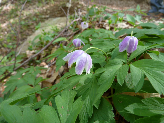 Anemone nemorosa - Bosanemoon