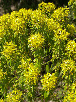 Isatis tinctoria - Wede