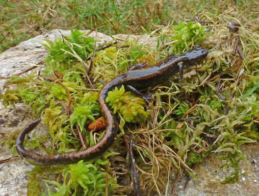 Chioglossa lusitanica - Goudstreepsalamander