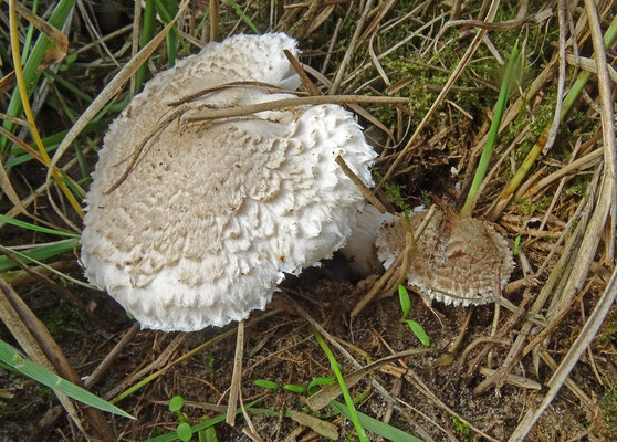 Wortelende champignonparasol