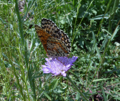 Melitaea didyma - Tweekleurige parelmoervlinder