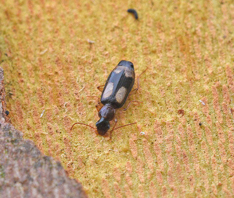 Dromius quadrimaculatus - Grote viervlekschordloper