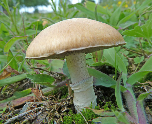 Stropharia coronilla - Okergele stropharia