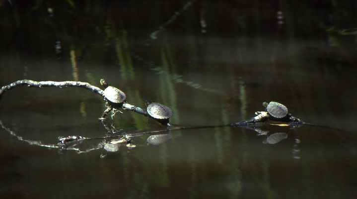 Red-eared Slider