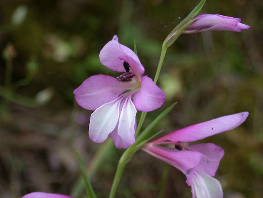 Gladiolus imbricatus