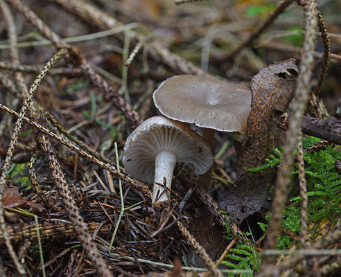 Hygrophorus pustulatus - Stippelsteelslijmkop