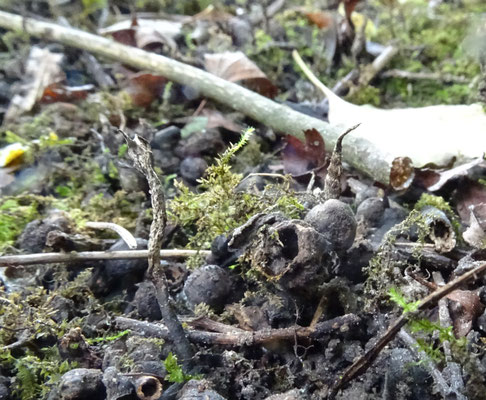Xylaria oxyacanthae - Meidoornbesgeweizwam
