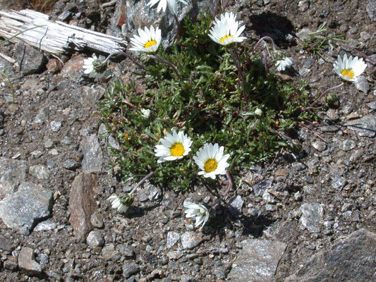 Leucanthemopsis alpina