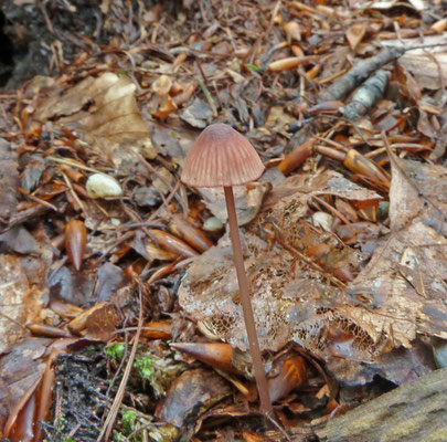 Mycena sanguinolenta - Kleine bloedsteelmycena