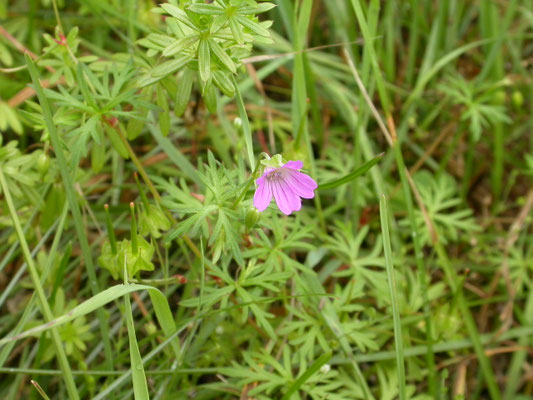 Geranium columbinum - Fijne ooievaarsbek