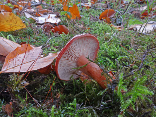 Lactarius ichoratus - Rode kleibosmelkzwam