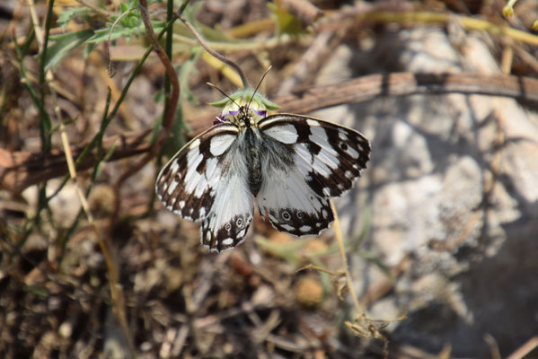 Melanargia titea titania