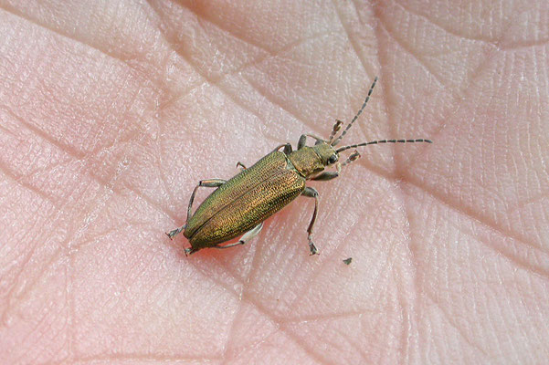 Donacia species