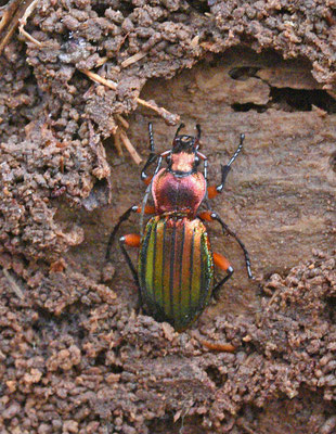 Carabus auronitens festivus - Goudglanzende schallebijter