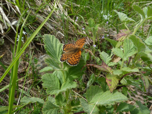Melitaea cinxia