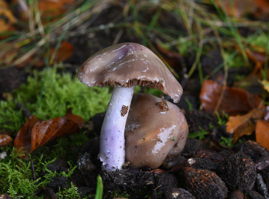 Cortinarius lividoochraceus - Rimpelige gordijnzwam